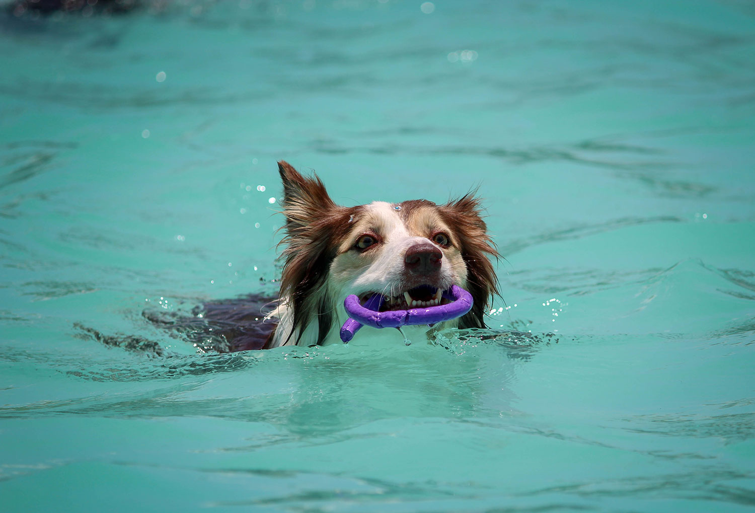 Doggie Dive Supporting Animal Rescues to be held Sept. 5
